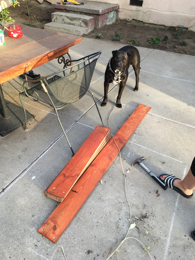 A few pieces of the planter and Indy.