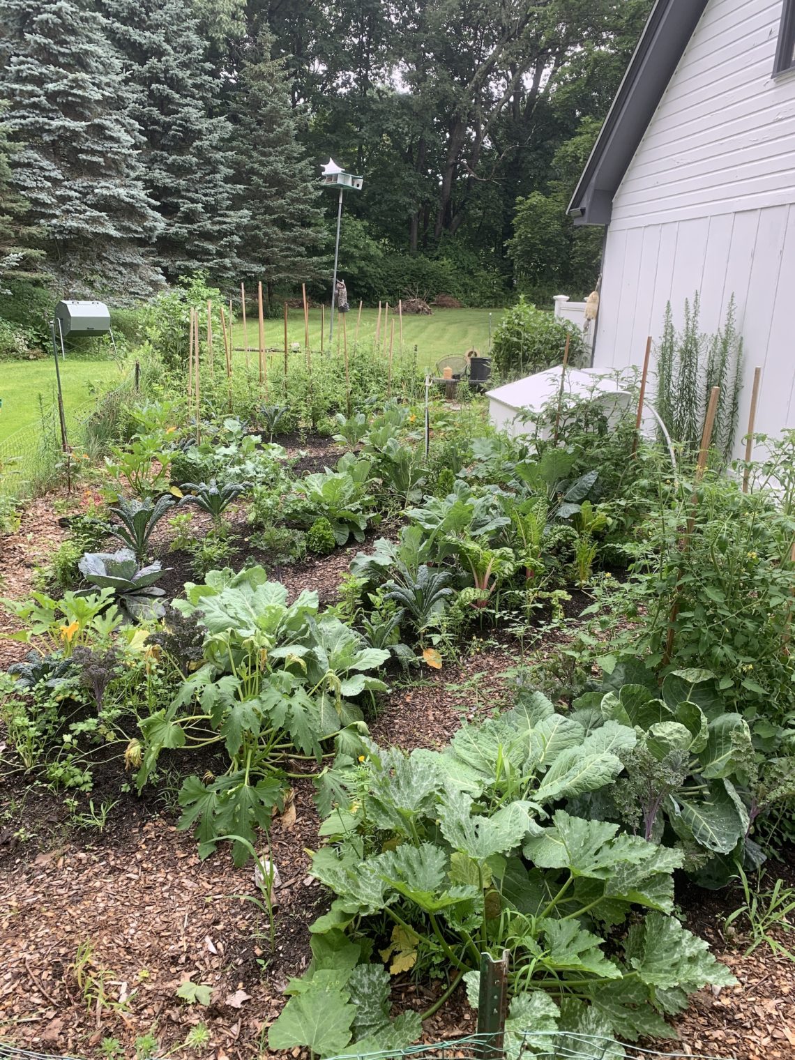 How to Clear a Vegetable Garden Full of Weeds - Front Yard Veggies