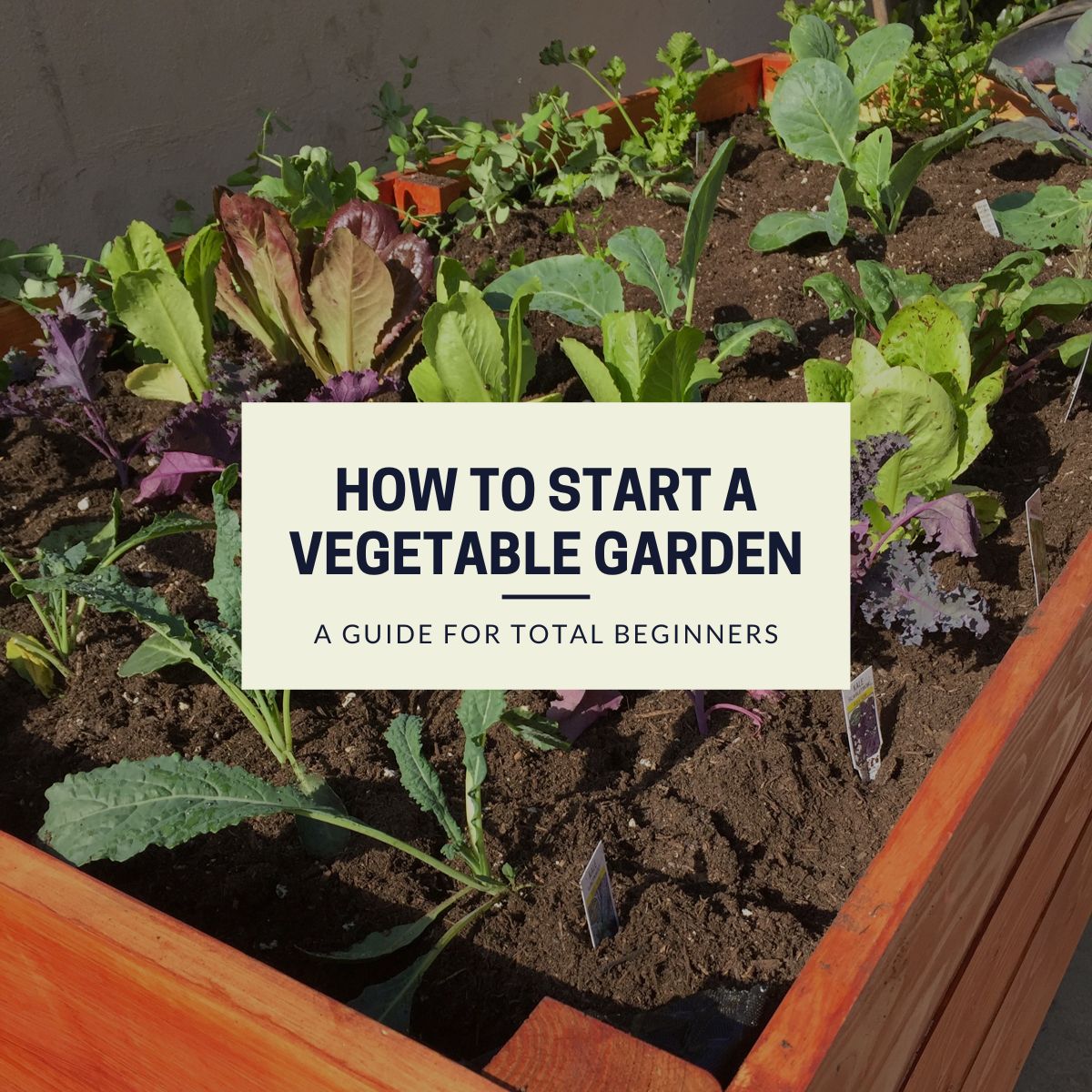 Raised bed vegetable garden with young leafy greens, perfect for beginners starting a garden.