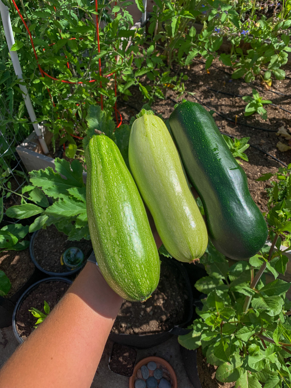 Three zucchinis of varying shades held in hand, freshly harvested from a backyard garden with tomato plants in the background.