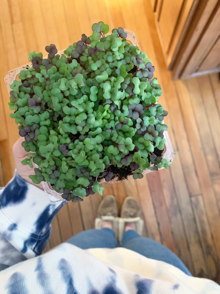 Overhead view of a person holding a fresh tray of vibrant green microgreens indoors, with hardwood floors and casual tie-dye clothing visible in the background.