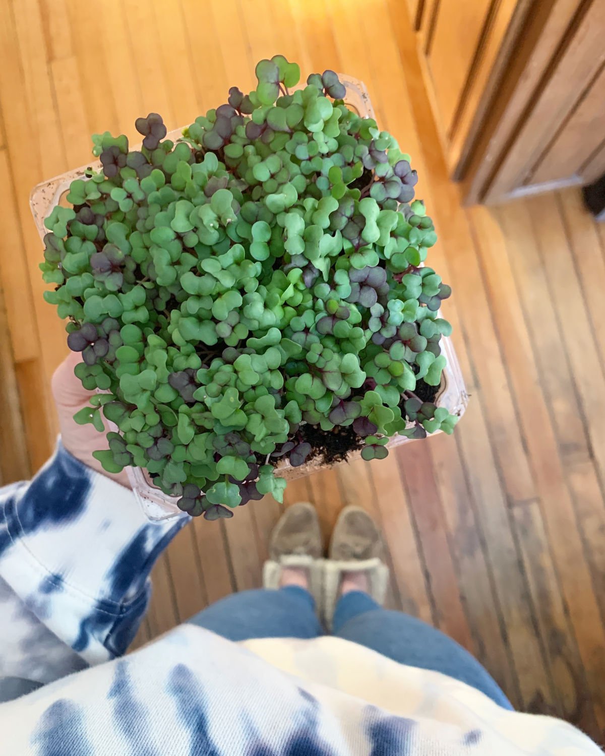 Overhead view of a person holding a fresh tray of vibrant green microgreens indoors, with hardwood floors and casual tie-dye clothing visible in the background.