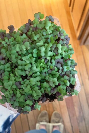 Close-up of vibrant microgreens growing in a seedling tray, held by a person standing on a wooden floor.