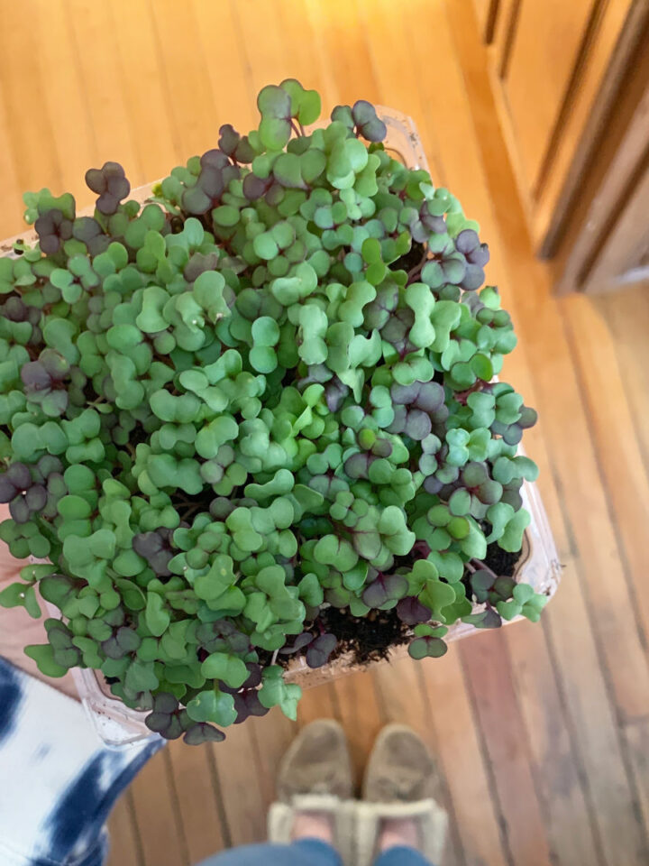 Close-up of vibrant microgreens growing in a seedling tray, held by a person standing on a wooden floor.