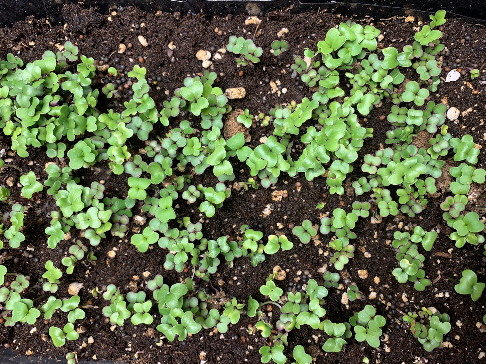 Close-up of microgreens sprouting in nutrient-rich soil, showing vibrant green leaves and a natural growing environment.