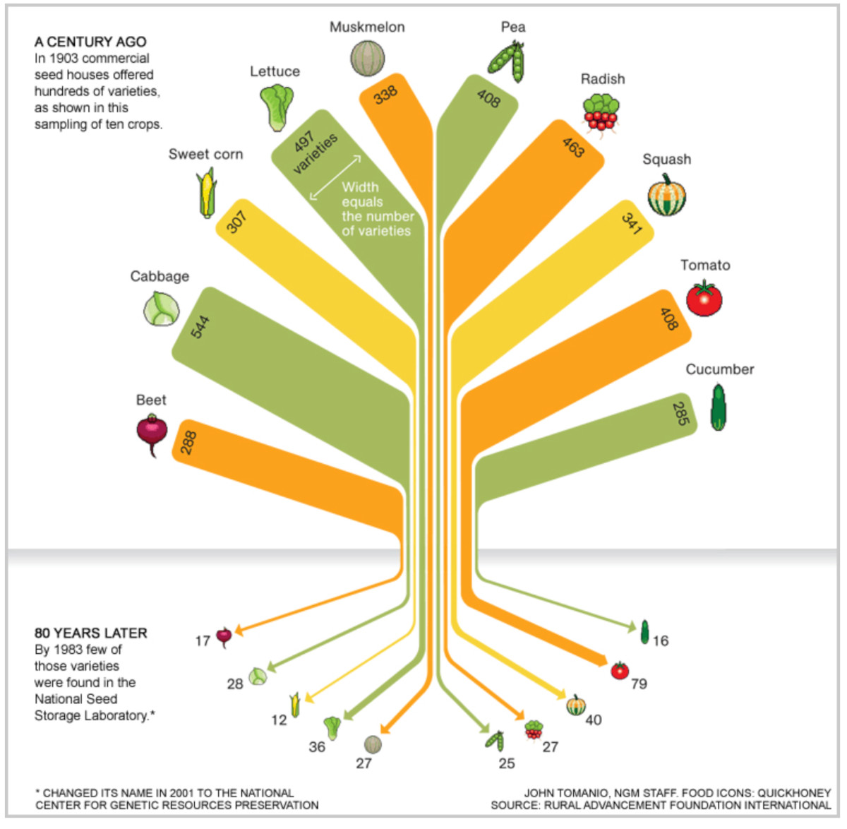 An infographic illustrating the decline in seed diversity from 1903 to 1983, showcasing the dramatic reduction in the number of available varieties for crops like cabbage, tomatoes, peas, and squash. The chart highlights the need to preserve genetic diversity in agriculture.