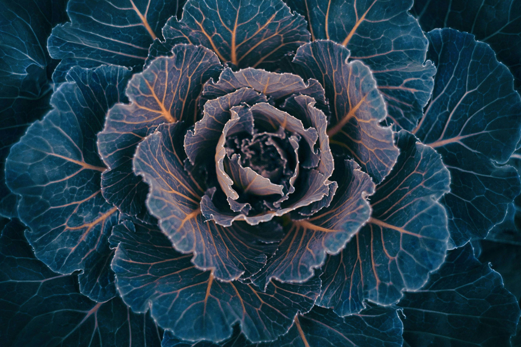 Close-up of cabbage leaves showcasing intricate veins, a nutrient-packed vegetable that's easy to grow at home.