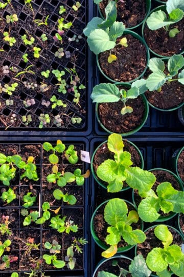 A close-up of young seedlings growing indoors in seed trays and small pots, featuring a mix of leafy greens and brassicas. This well-organized seed-starting setup ensures strong, healthy plants for the garden.