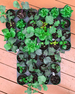 A tray of hardened-off seedlings, including kale, mustard greens, and lettuce, growing in pots on a wooden deck, ready for transplanting into the garden.