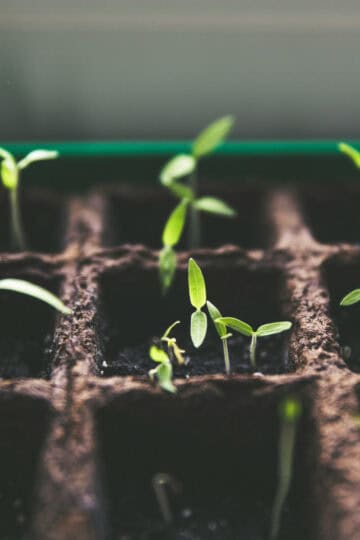Close-up of young green seedlings sprouting in biodegradable seed-starting trays filled with soil.