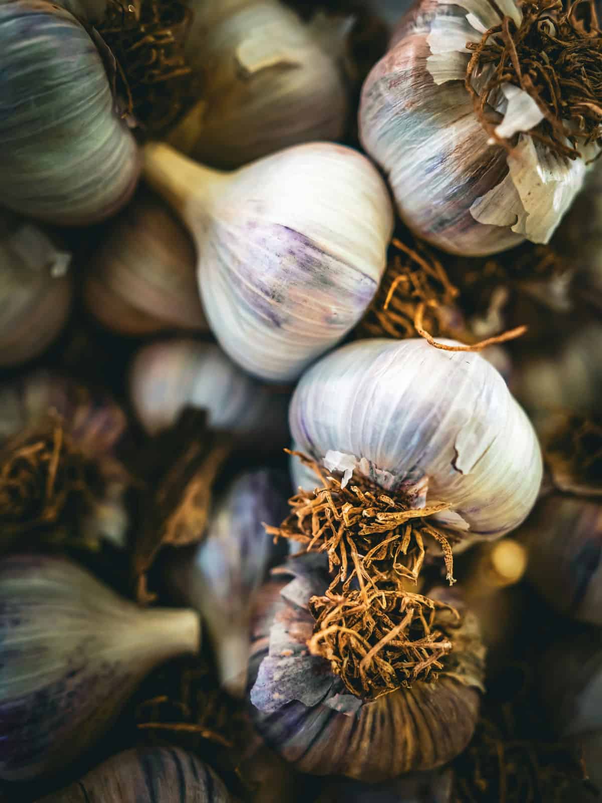 A high-contrast, close-up photograph of several freshly cured garlic bulbs with papery white and purple skins, showing the dried roots and papery texture of high-quality homegrown garlic.