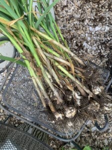 Freshly dug garlic plants with bulbs and roots still covered in soil, laid out after harvest.