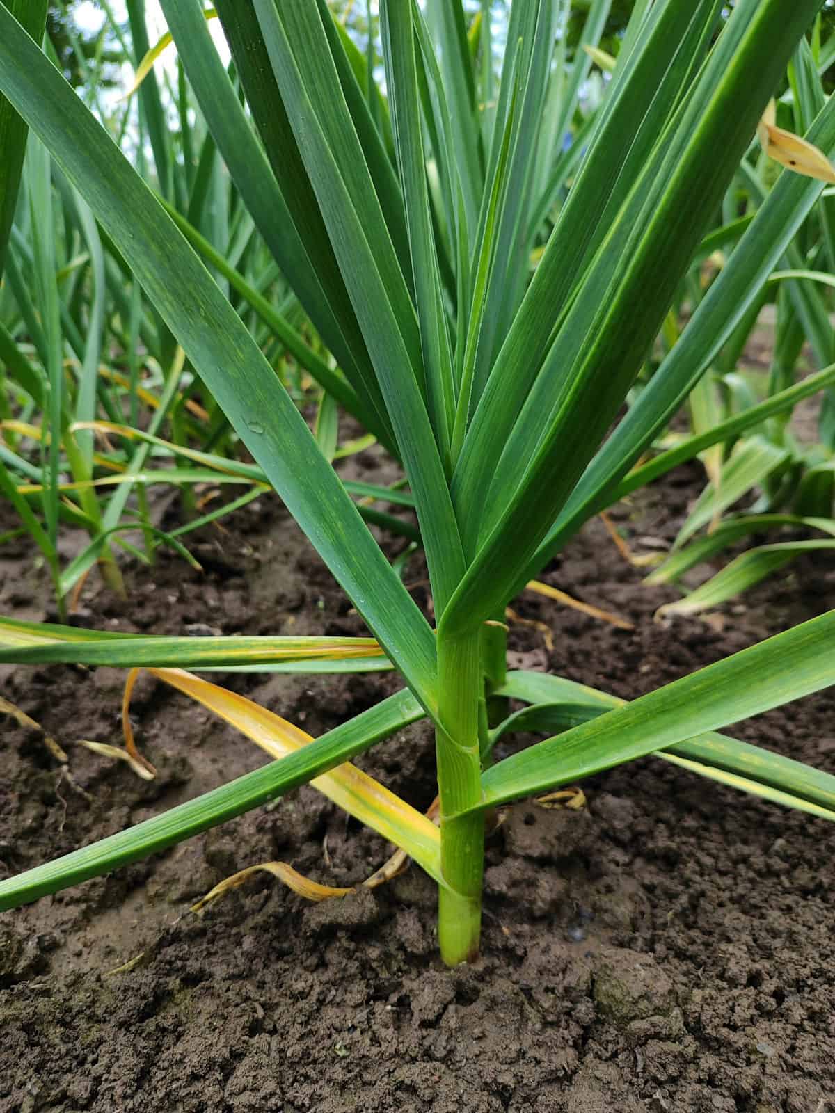 Close-up of a healthy garlic plant with green leaves emerging from the soil in a garden bed.