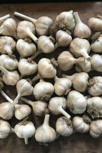 Overhead shot of a large, beautiful yield of freshly harvested and cured hardneck garlic bulbs with stems, displayed on a wooden background, representing the successful outcome of learning how to grow garlic.