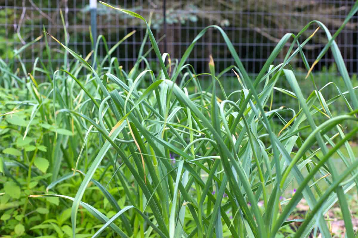 Close-up view of a garden bed filled with vibrant green, curling hardneck garlic scapes and leaves, signifying the mid-season growth stage for a successful garlic harvest.